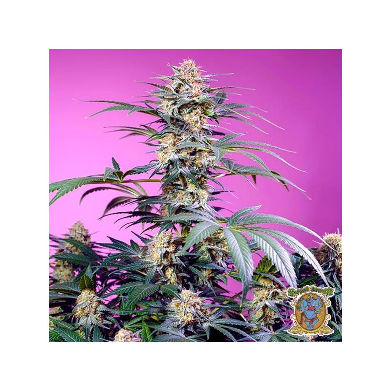 Monster Maker, Фасовка: 5+2